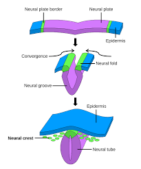 <p>Neurulation</p>