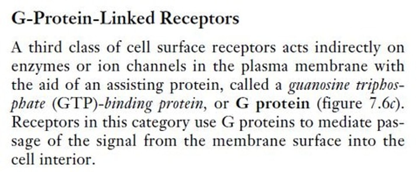 <p>G proteins mediate the interaction between GPCRs and target proteins, affecting intracellular mediators and ion permeability.</p>