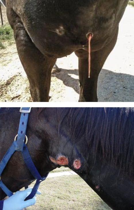 <p><em>Streptococcus equi equi(</em>strangles<em>)</em>, <em>C. pseudotuberculosis(</em>pigeon fever<em>)</em>, <em>Actinomyces</em>, <em>Clostridium</em> spp. or secondary trauma/injections. </p><p><strong>Treatment:</strong> allow maturation and drainage, local limb therapy, and systemic antimicrobials.</p>