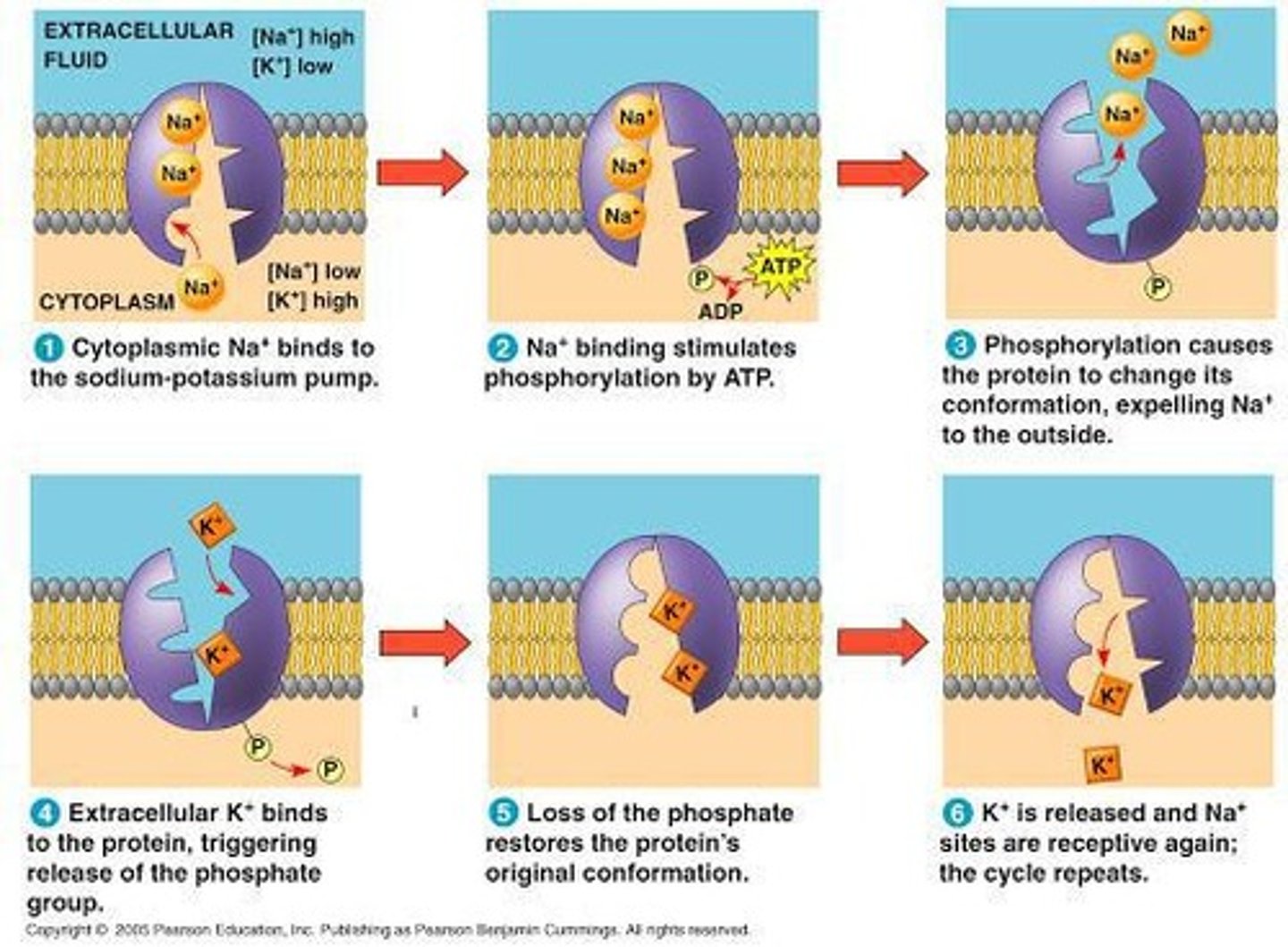 <p>It exports Na+ ions to prevent cell lysis and maintain osmotic balance.</p>