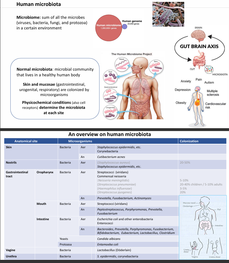<p>Suma de todos esos microorganismos (no solo bacterias; también hongos, protozoos, virus…)</p><ul><li><p>Es muy extenso y tenemos más células y genes procariotas microbianos que eucariotas nuestros</p></li></ul><p>Qué determinarán a la microbiota?</p><ul><li><p>Cada una de las superficies de la piel y mucosas en cavidades abiertas (gastrointestinal, urogenital, parte alta de las vías respiratorias…) determinarán esta microbiota.</p></li></ul><p></p>