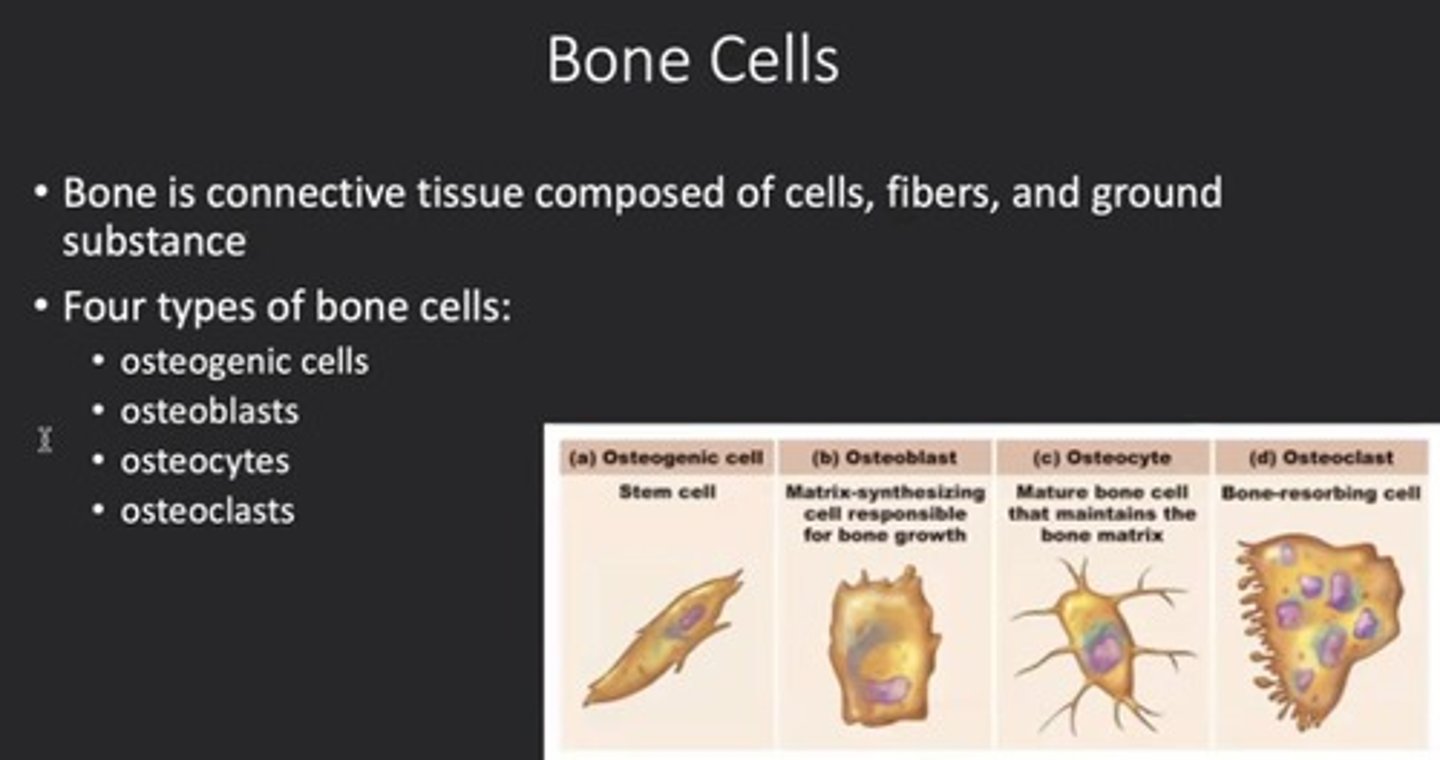 <p>Connective tissue undergoing mineralization.</p>