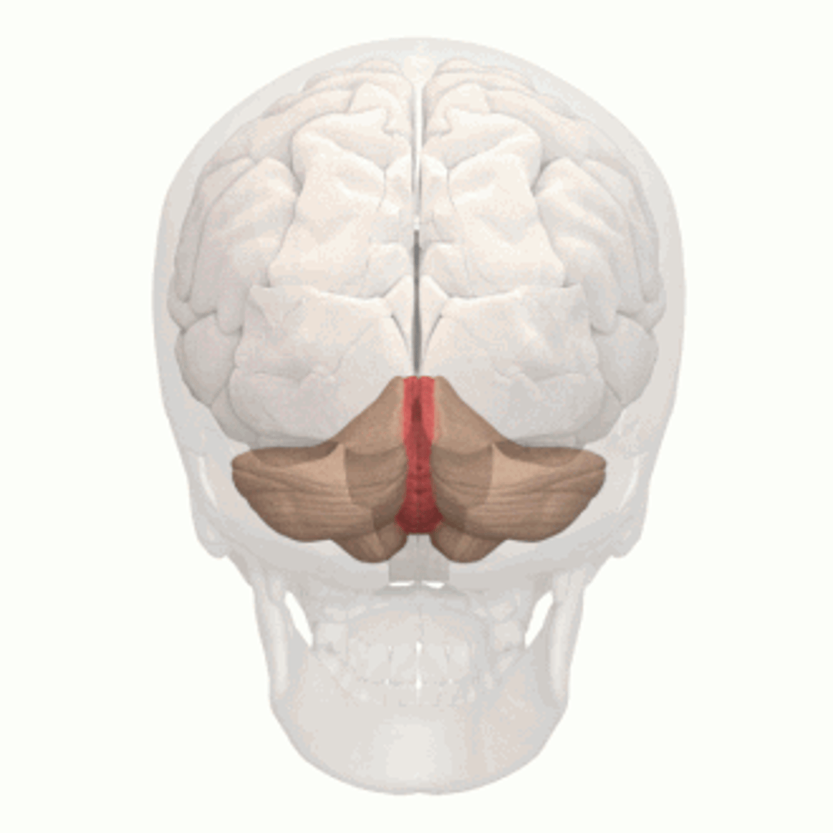 <p>Cerebellar Vermis</p>