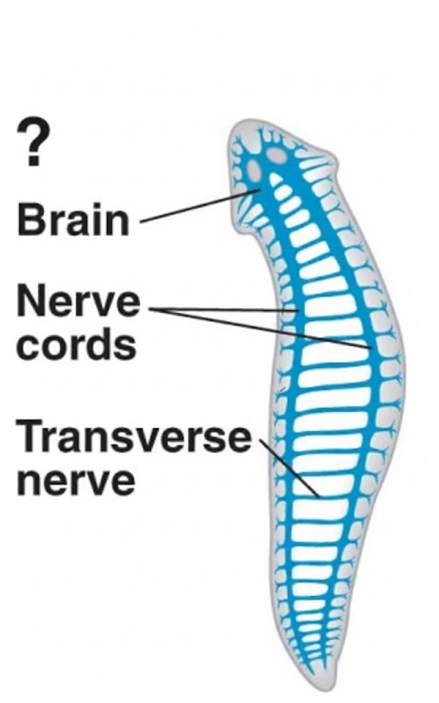 <p>What structure is labeled with the question mark (?) in the image of this flatworm's nervous system?</p>