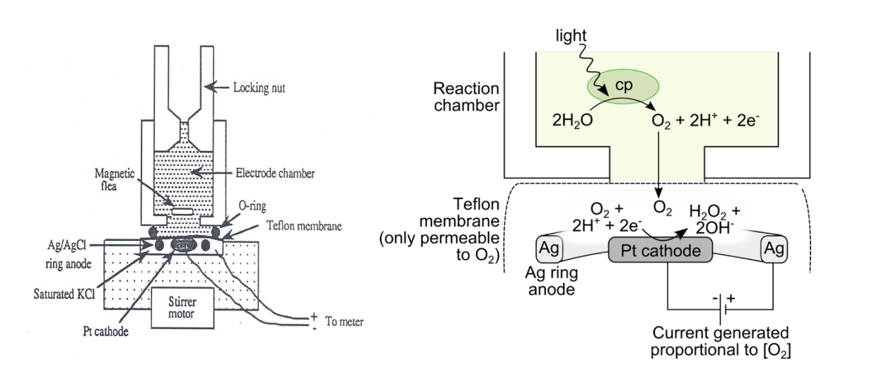 <ol><li><p>O2 generated by photosysnthesi</p></li><li><p>treavels to a platinum electrode</p></li><li><p>undergoes a reduction reaction</p></li><li><p>generates H2O2</p></li><li><p>Causes a current to be generated</p></li><li><p>Proportional to the amount of O2 in the system</p></li></ol><p></p>