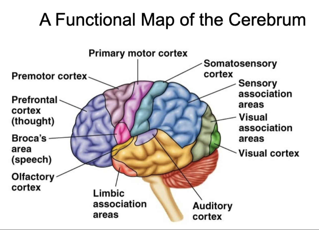 <ul><li><p>Adjacent to primary somatosensory cortex</p></li><li><p>Interpretation of sensations</p><ul><li><p>Integrating sensations with memory</p></li></ul></li><li><p>Damage:</p><ul><li><p>Loss of ID of sensations</p></li></ul></li><li><p>In Parietal Lobe</p></li></ul><p></p>