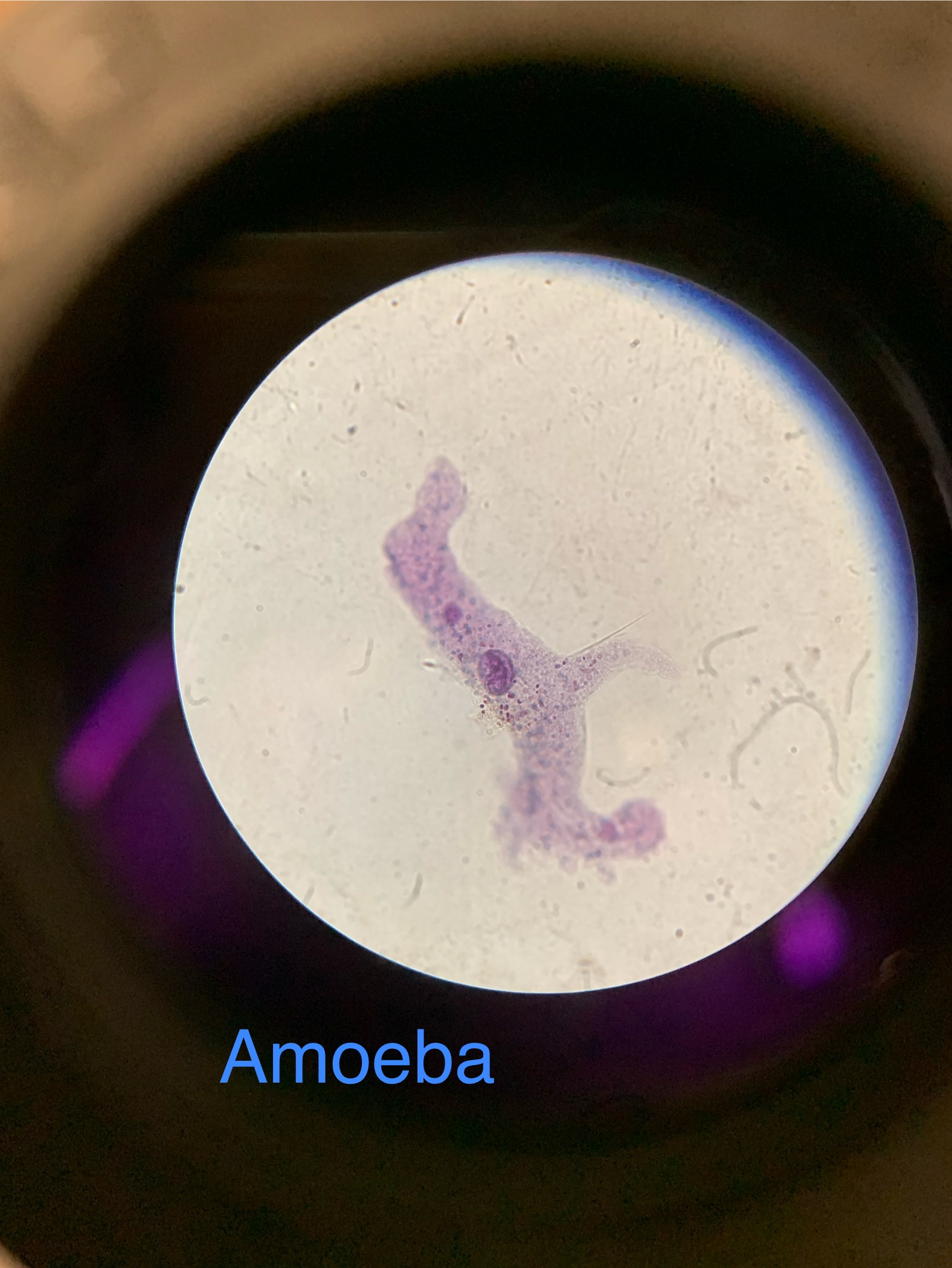 <p>Amoeba</p><p></p><ul><li><p>Move using pseudopods (false feet)</p></li><li><p>Eat by engulfing food (phagocytosis)</p></li></ul><p></p>
