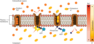 <p>Na<sup>+</sup> / K<sup>+</sup> <u>AtPase</u> pump</p>