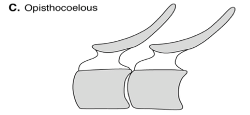 A vertebral articulation in the holospondyl condition characterized by a ball and socket for more motion in most directions and the CONCAVE portion being found ANTERIORLY