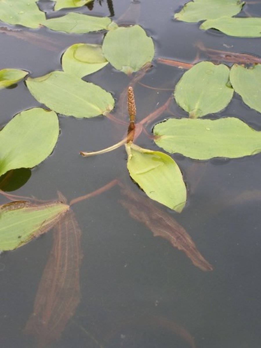 <p>Potamogeton amplifolius</p>