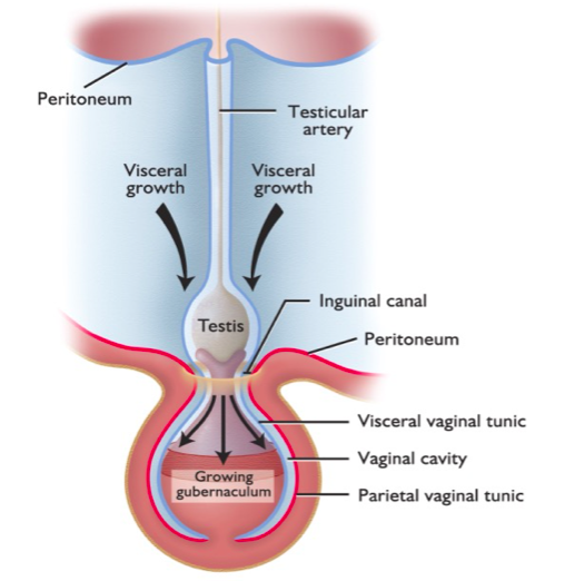 <p>second phase of testicular descent in which the gubernaculum grows rapidly and mechanically pulls the testis into and through the inguinal canal.</p>