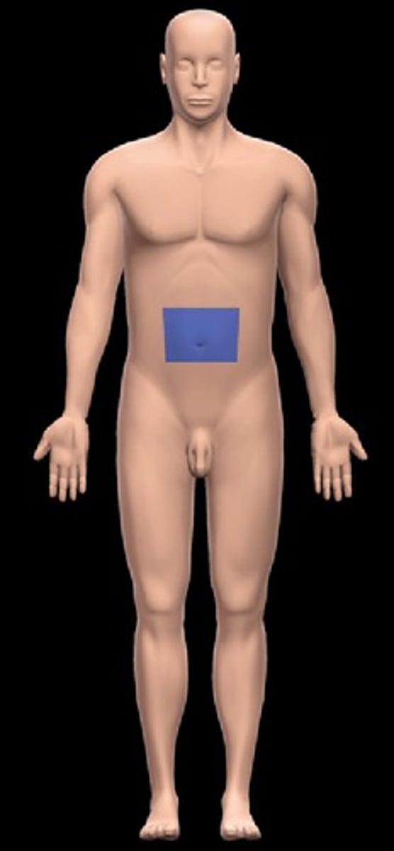 <p>Belly Button</p>