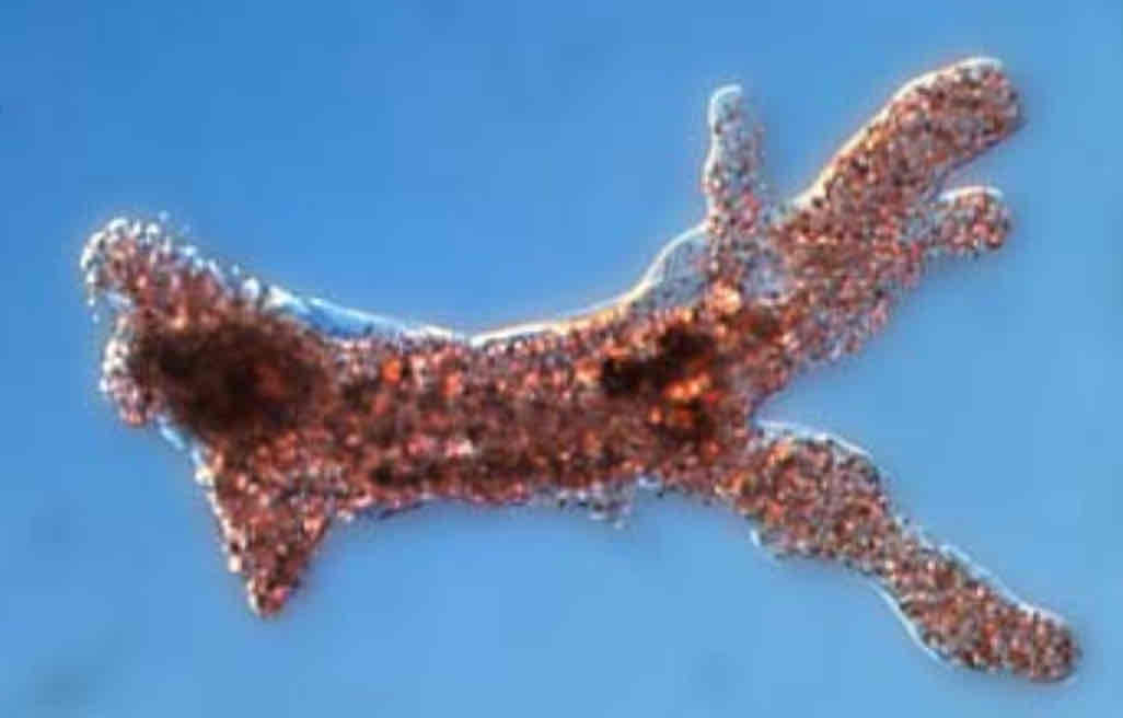<p>Amoebozoa gigante che può raggiungere i 5mm</p>