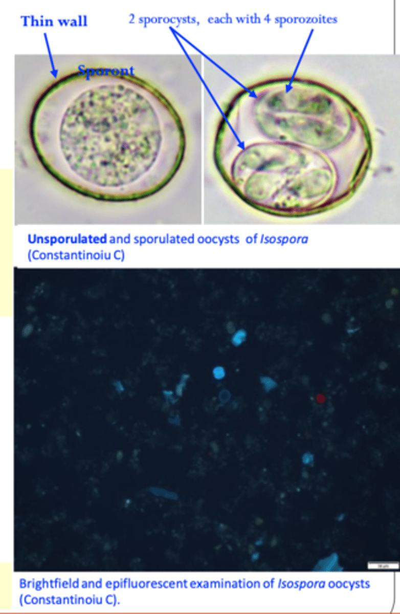 <p>Live animals</p><p> History &amp; clinical signs: diarrhoea in 1-2 week pigs that does not respond to antibiotics is suggestive;</p><p> Identification of oocysts in the faeces: faecal flotations or direct smears;</p><p>High fat content of the faeces  detection of oocysts is sometimes difficult  epifluorescence might help visualization of oocysts (oocysts show autofluorescence);</p><p> PCR seems to be the most sensitive method</p>