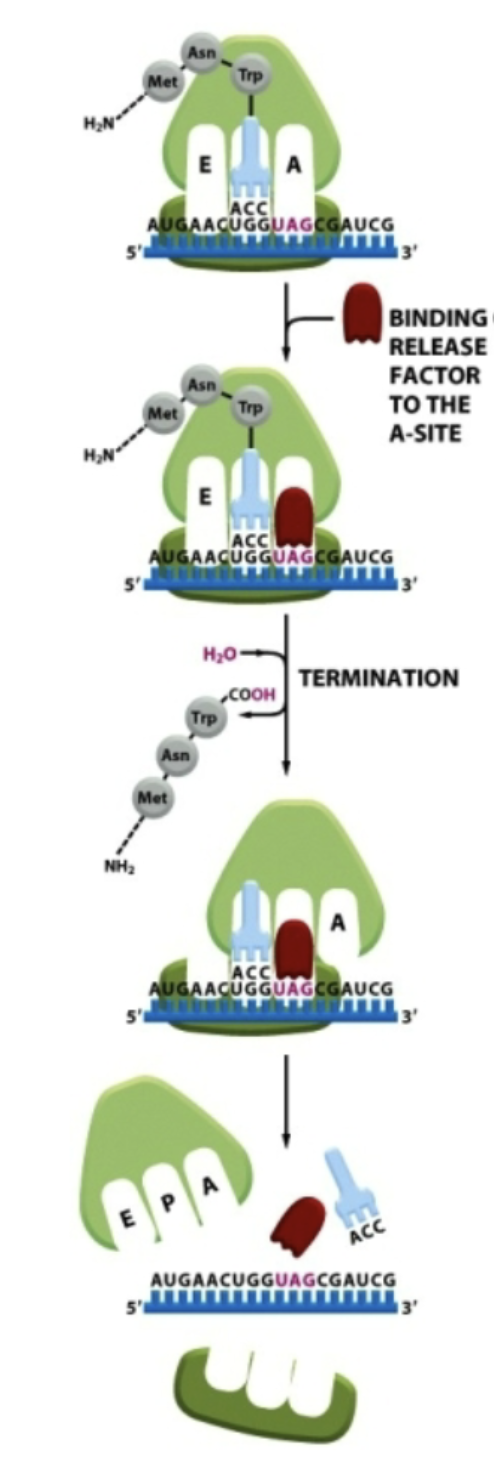 <p>The ribosome dissociates into separate small and large subunits, releasing mRNA, release factor, and remaining tRNA</p>