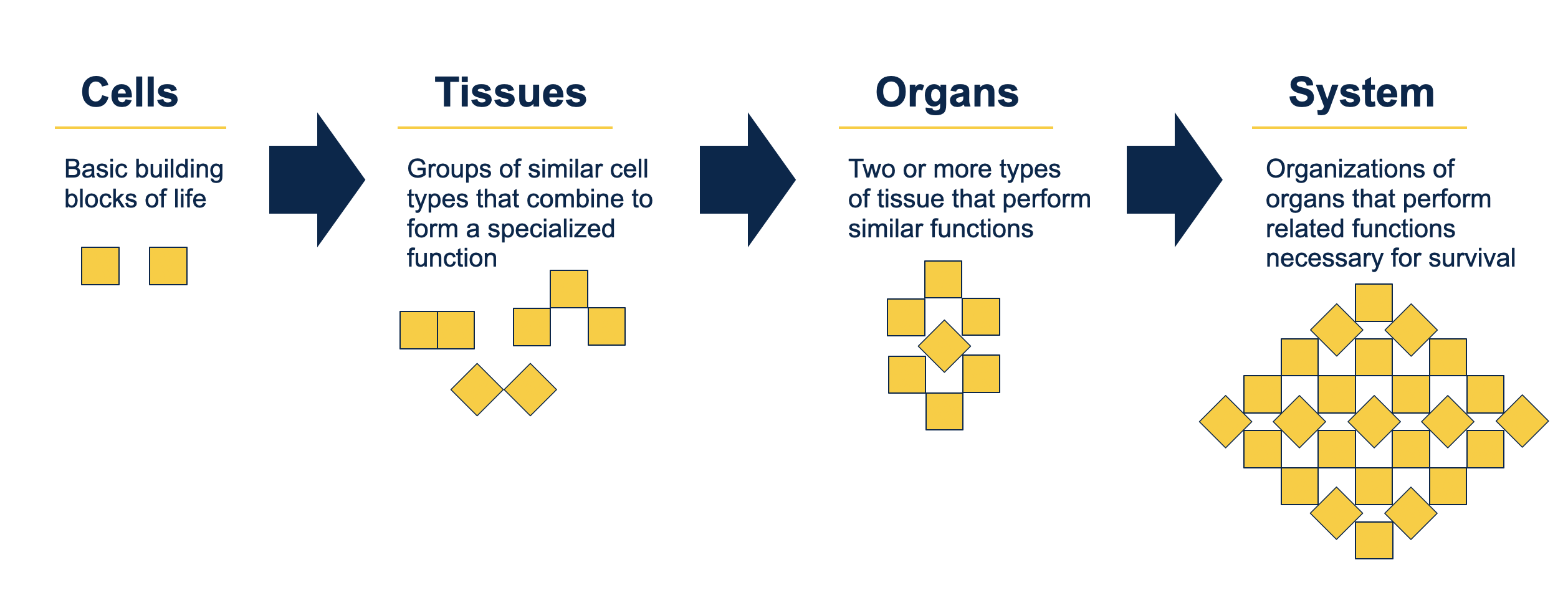 <ol><li><p>cells = basic building blocks of life,</p></li><li><p>tissues = groups of similar cell types that combine to form a specialized function</p></li><li><p>organs = 2+ types of tissue that perform similar functions </p></li><li><p>system = organization of organs that perform related functions necessary for survival </p></li></ol><p></p>