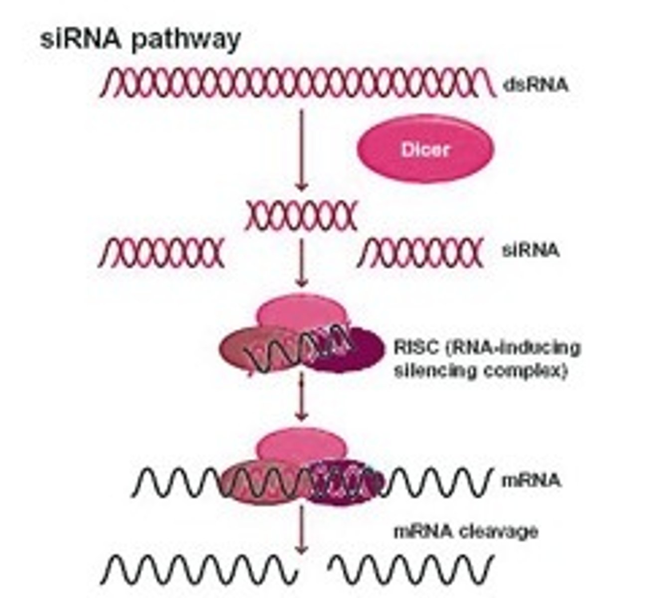 <p>long dsRNA is cleaved into ds siRNA</p><p>dsRNA, siRNAs made into single strand siRNA; one strand is degraded</p><p>other ss siRNA bind to complementary mRNA and the mRNA is cleaved/degraded</p>