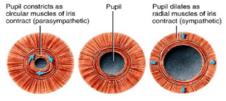 <p>innervation: CN III</p><p>action: contraction causes puil dilation (mydriasis); sympathetic</p>