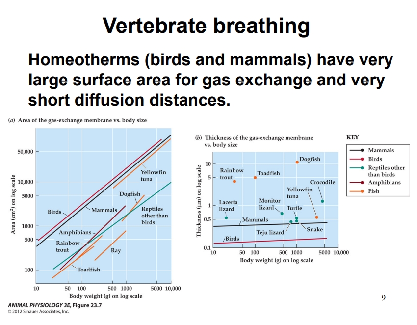 <ul><li><p>Homeotherms (birds and mammals)&nbsp;have evolved more efficient respiratory systems than ectotherms (fish, amphibians, reptiles) because they need to maintain a constant, high body temperature and therefore require more oxygen.</p></li><li><p>Birds and mammals have much larger gas exchange surface areas relative to body size than fish, amphibians, or reptiles.</p><ul><li><p>A larger surface area = more space for oxygen and carbon dioxide to diffuse, which supports higher metabolic rates.</p></li></ul></li><li><p>Birds and mammals have very thin gas exchange membranes, allowing faster diffusion of oxygen into the blood.</p><ul><li><p>Fish, amphibians, and reptiles have thicker membranes, slowing diffusion.</p></li></ul></li></ul><p></p>