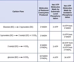 <p>A method of producing ATP by directly transferring a phosphate group to ADP.</p>