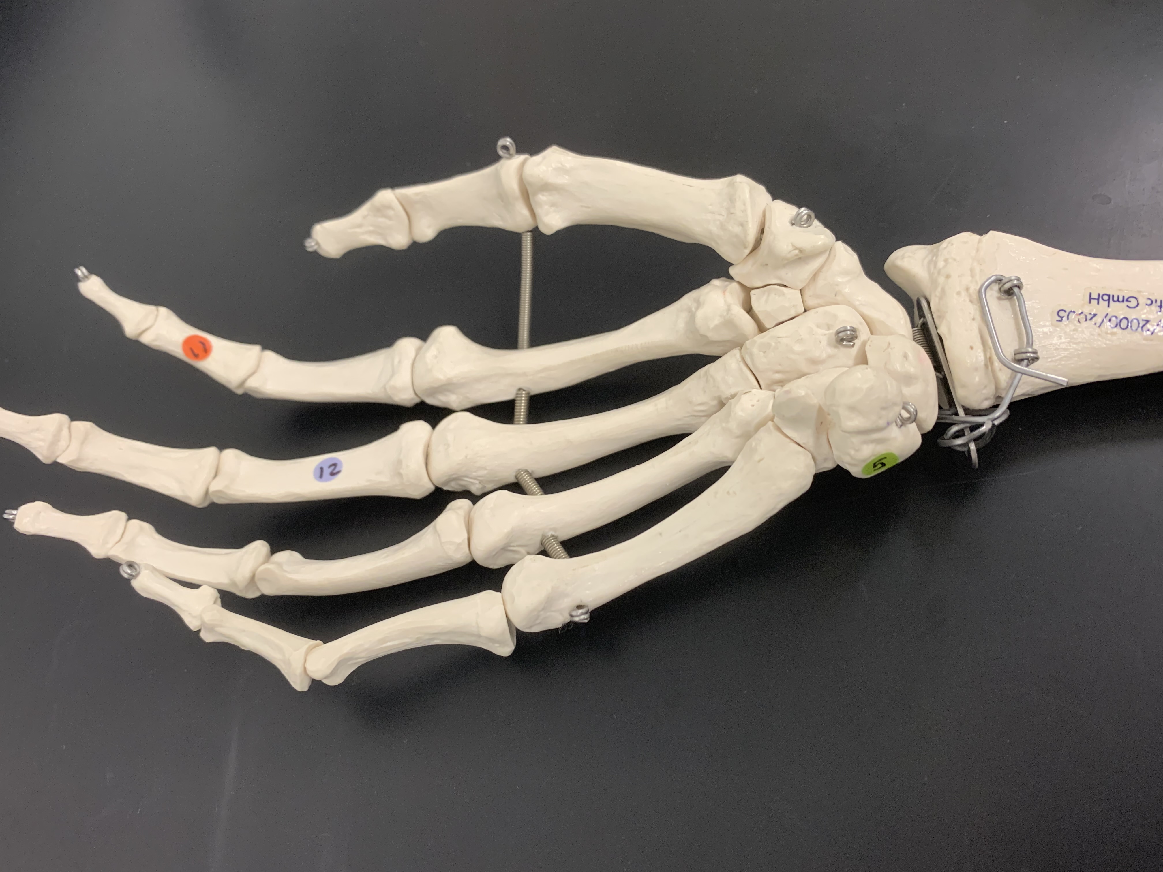 <p>Middle Phalanges</p>