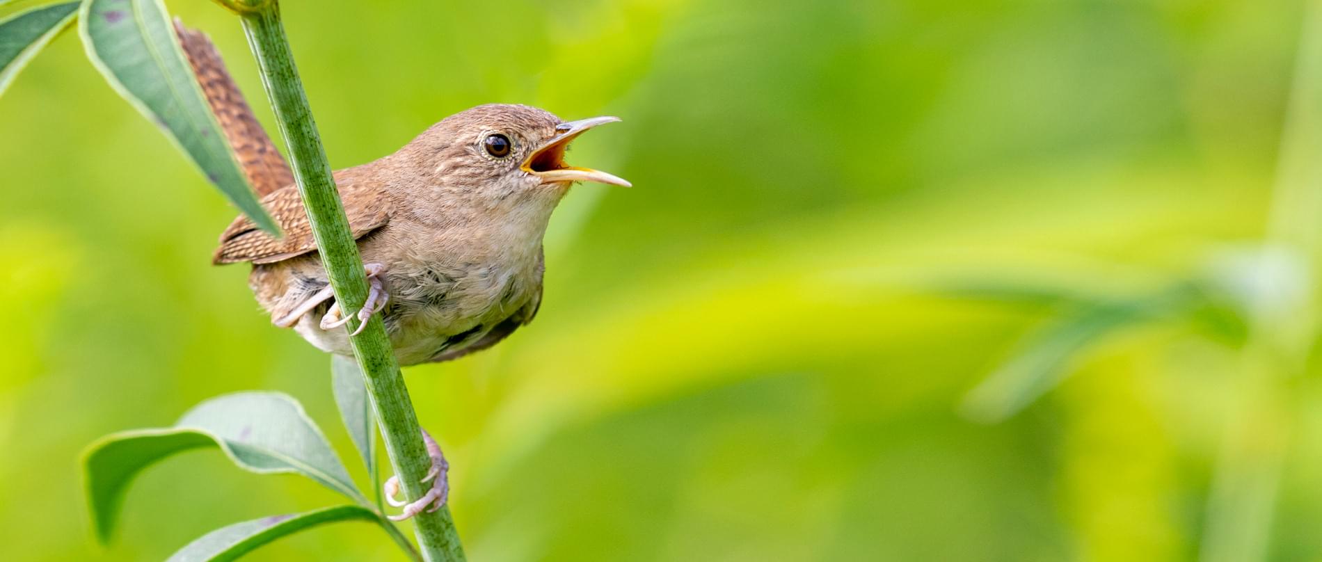 <p>Small brown wren with barred wings, faint eyebrow; tail often held upright; common yard nester.</p>