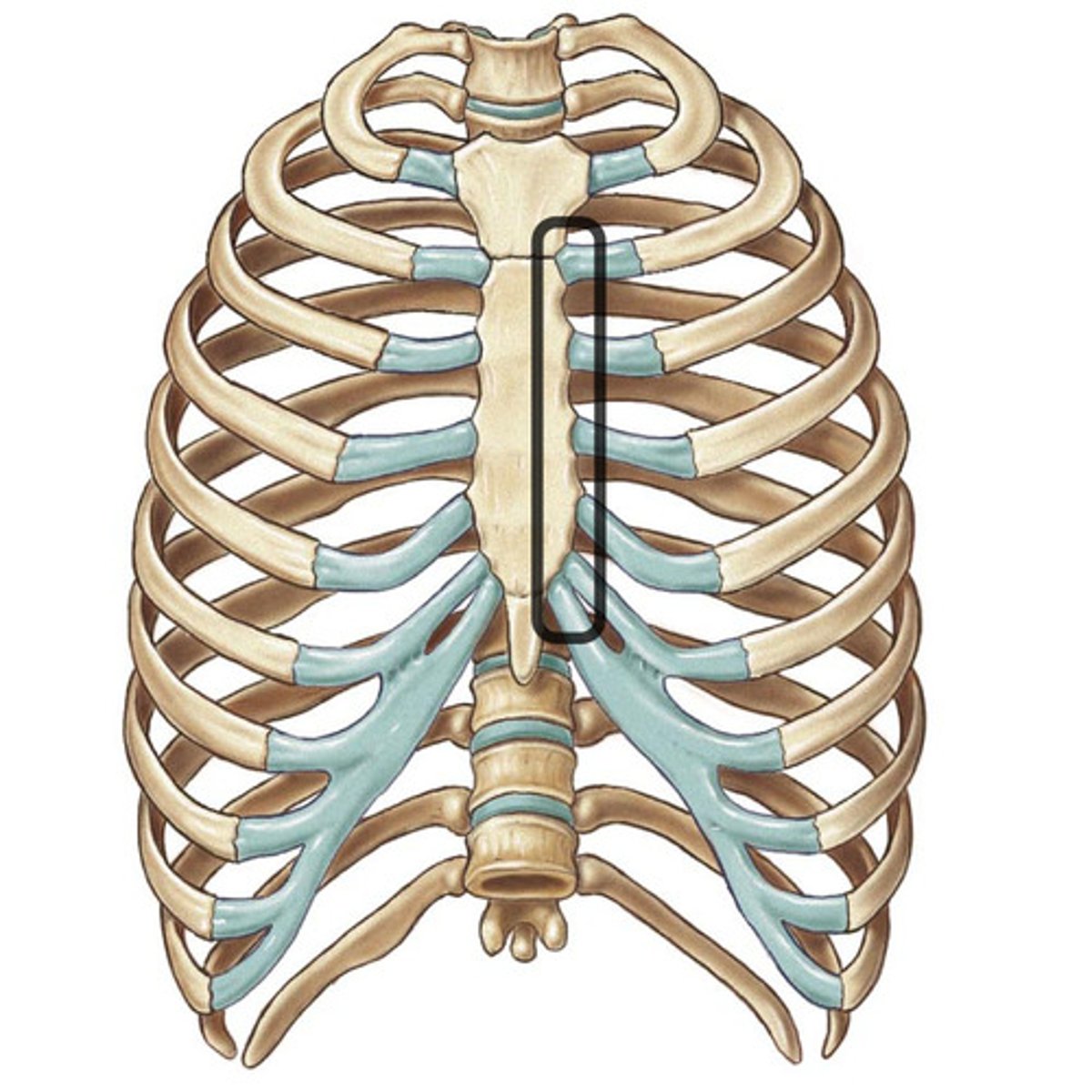 <p>Synovial, diarthrodial, plane (gliding)</p>