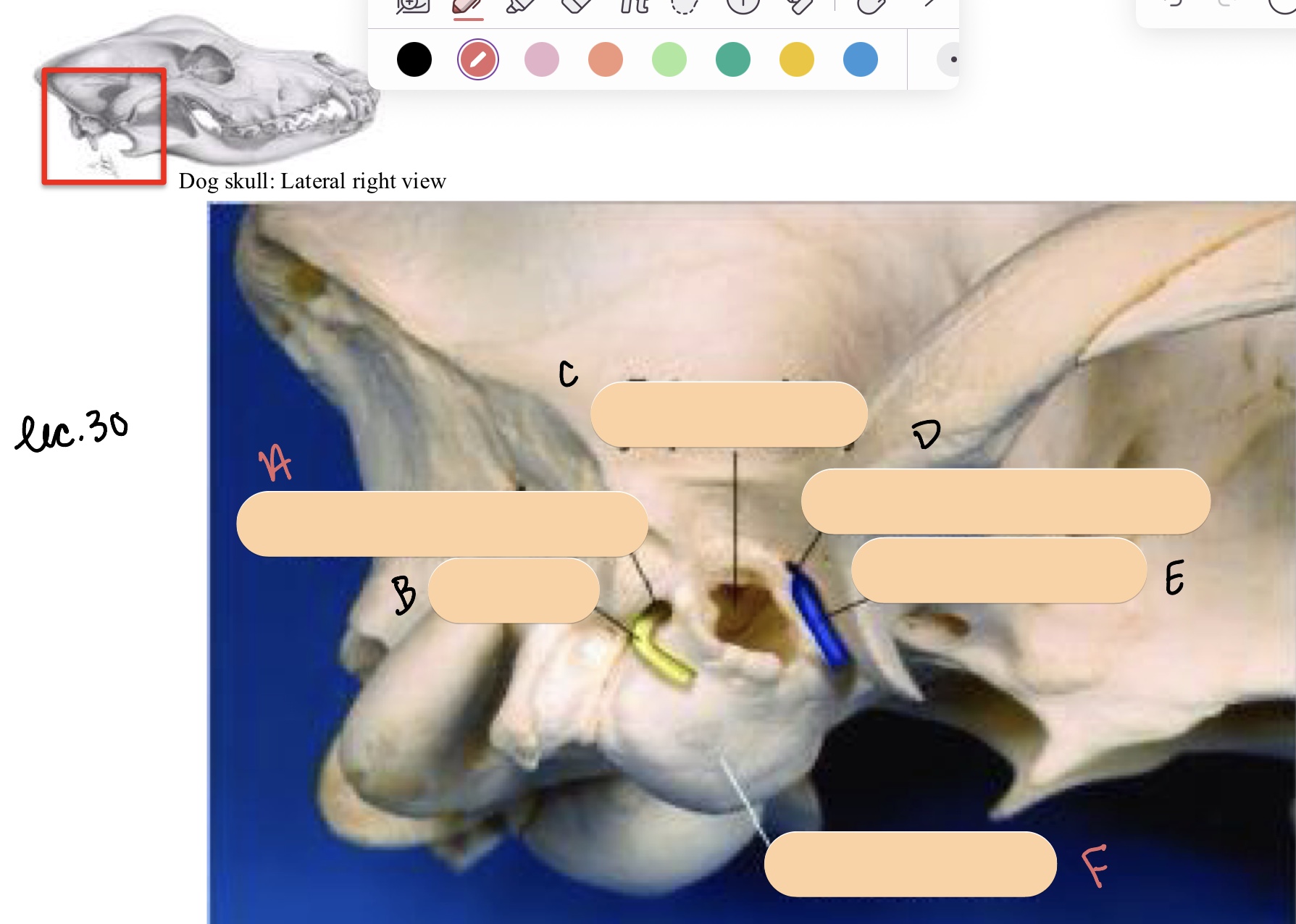 <p>Name the structure(s) indicated by a, b, and c.&nbsp;</p>