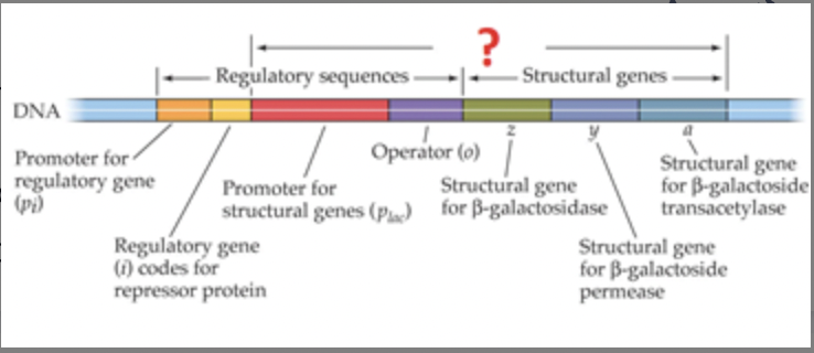 Unit of genetic material that functions in a coordinator manner by means of an operator, promoter, and one or more structural genes
