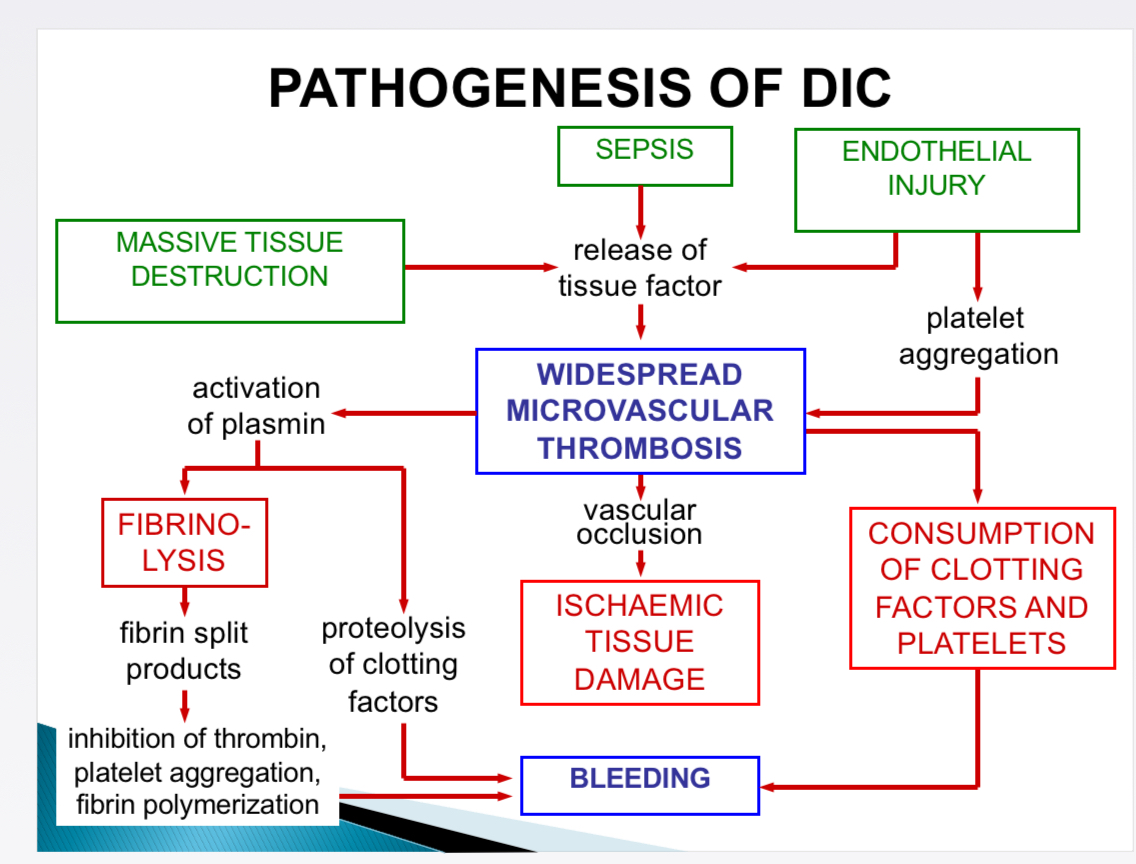 <p>Release of tissue factor, thromboplastic substances into circulation </p><p>Widespread injury to endothelial cells → coagulation cascade </p>