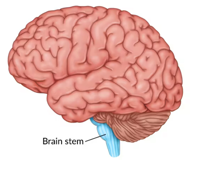 <p>Controls basic life functions such as breathing, heart rate, and blood pressure. Includes the medulla (controls vital functions like breathing and heart rate). Located at the base of the brain, connecting to the spinal cord.</p>