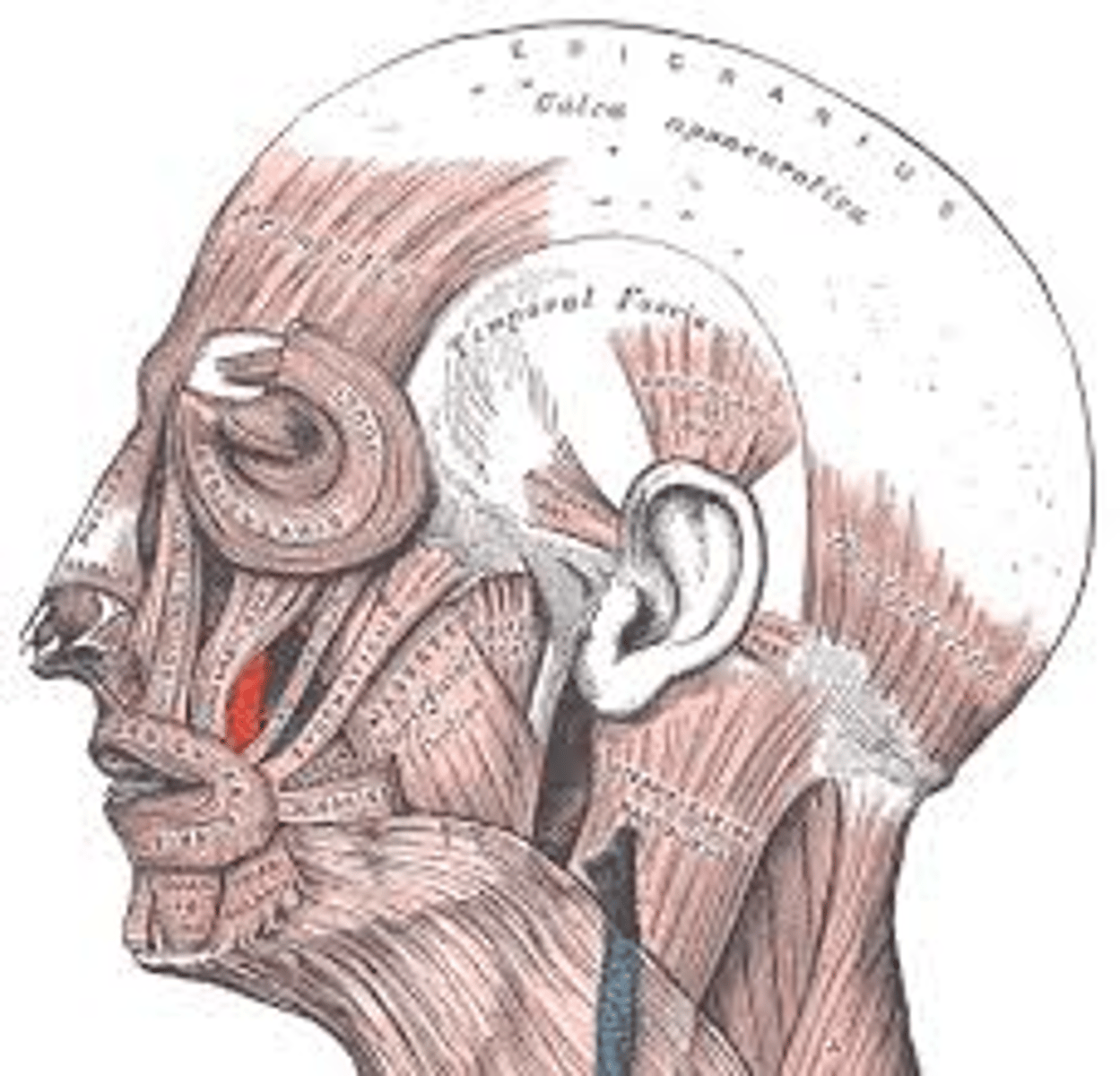 <p>fxn- lifts the angle of the mouth giving expression of self confidence</p>