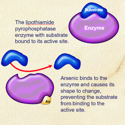 <p>. some heavy metals (Cd, As, Pb) act as </p><p>. bind strongly to the sulphydryl (-SH) groups of the protein, destroying its catalytic activity </p><p>. most heavy metals (arsenic) act as non-competitive inhibitors </p><p>. Mercury (Hg) is an exception - acts as a competitive inhibitor, binding directly to a sulphydryl group in the active site of the papain enzyme </p><p>. heavy metals are retained in the body + lost slowly </p><p>. poisons (such as As) act as irreversible enzyme inhibitors, binding to the lipothiamide pyrophosphate enzyme altering its shape so the substrate can’t bind </p>