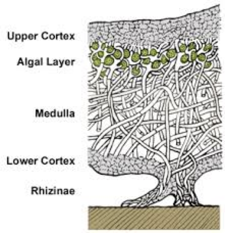 <p>not single organism, but rather an example of a mutualism in which a fungus (Ascomycota/ Basidomycota) lives in close contact with a photosynthetic organism(algae/cyanobacterium)</p><p>may be crust-like, hair-like, leaflike</p><p>a) upper cortex of fungal hyphae, which provides protection</p><p>b) algal zone where photosynthesis</p><p>c) medulla of fungal hyphae</p><p>d) lower cortex, which also provides protection</p><p>e) may have rhinzinae to anchor the thallus to the substrate </p>