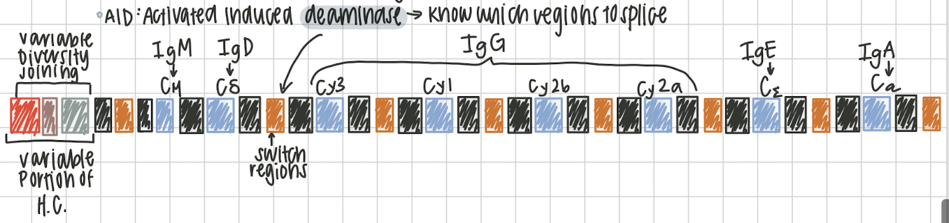 <p>process of switching IgM into variety of immunoglobulins. must encounter an antigen, irreversible process, changing the constant region on the antibody. on chromosome 14. activated induced deaminase knows which regions to splice (switch regions) variable portion of heavy chain called variable diversity joining (VDJ)</p><p>IgM → C<span>μ</span></p><p>IgD → C<span>δ</span></p><p>IgG →C<span>γ3, Cγ1, Cγ2b, Cγ2a</span></p><p>IgE → C<span>ε</span></p><p>IgA →C<span>α</span></p>
