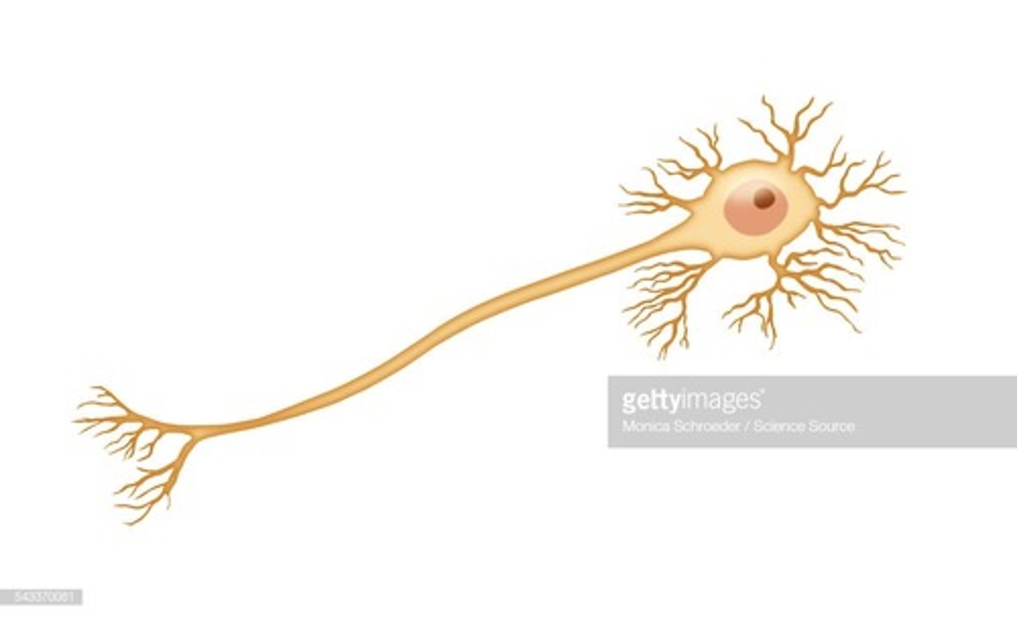<p>A multipolar neuron has multiple dendrites projecting from it.</p>