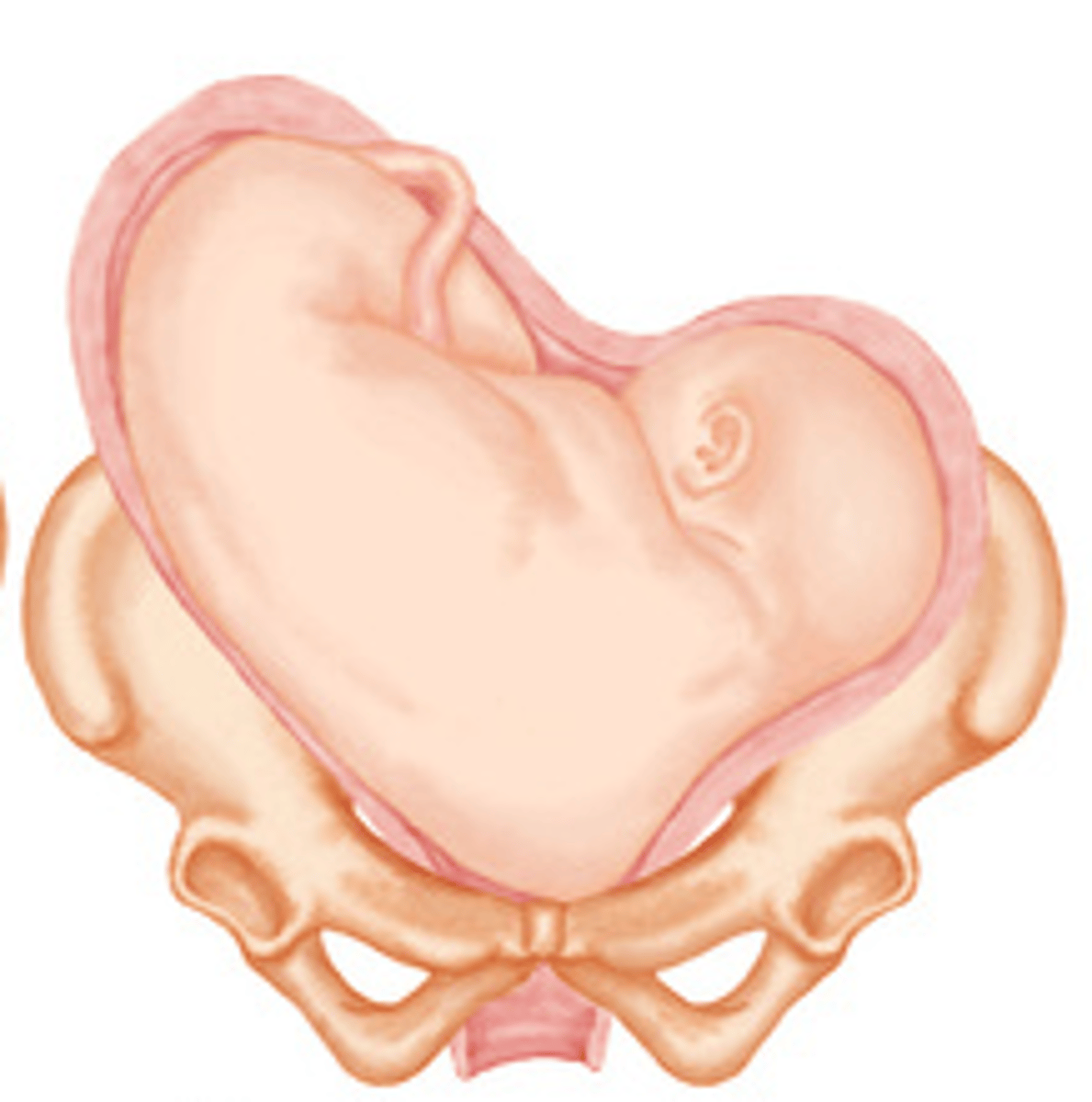 <p>shoulder is heading toward the pelvis</p>