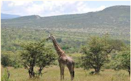 giraffes get to eat the leaves on the tall trees due to their long necks