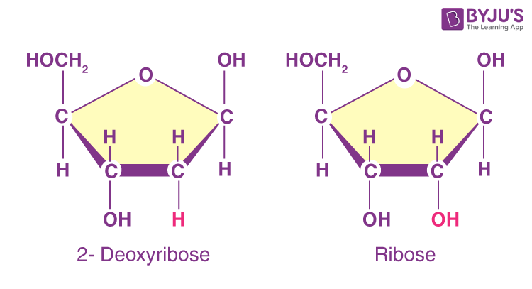 <p>Ribose has hydroxyl groups at both the 2&apos; and 3&apos; positions. Deoxyribose does not have a hydroxyl group at the 2&apos; position.</p>