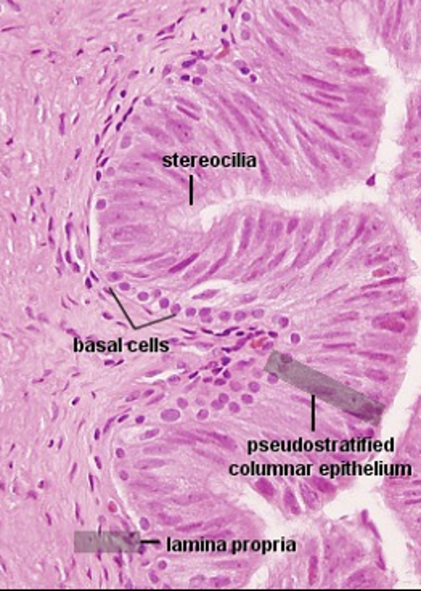 <p>identify the organ</p>