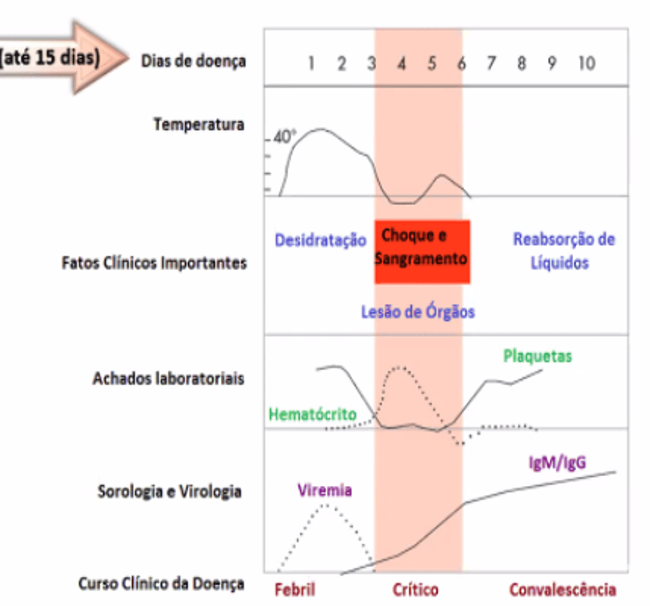 <p>● Primeiros dias 🡪 dias febrís. Orientar o paciente quanto a sinais de alarme.</p><p>● 4º dia/5º dia 🡪 dias chaves para começar pensar em gravidade, pois é onde determina o curso da doença.</p><p>● Se no 6 dia o paciente não apresentou sinal de gravidade = tudo ótimo!!</p><p>● Plaquetopenia ou trombocitopenia</p><p>● Aumento de hematócrito = plasma está deixando o vaso sanguíneo pelo aumento da permeabilidade.</p><p>● Exantema: some com a digitopressão e enche rapidamente. Ocorre pelo grande impacto nos vasos sanguíneos.</p><p>● Presença de micro-hemorragias, inclusive em leitos ungueais. Não necessariamente é dengue grave, mas sim fragilidade capilar por processo inflamatório sistêmico.</p>