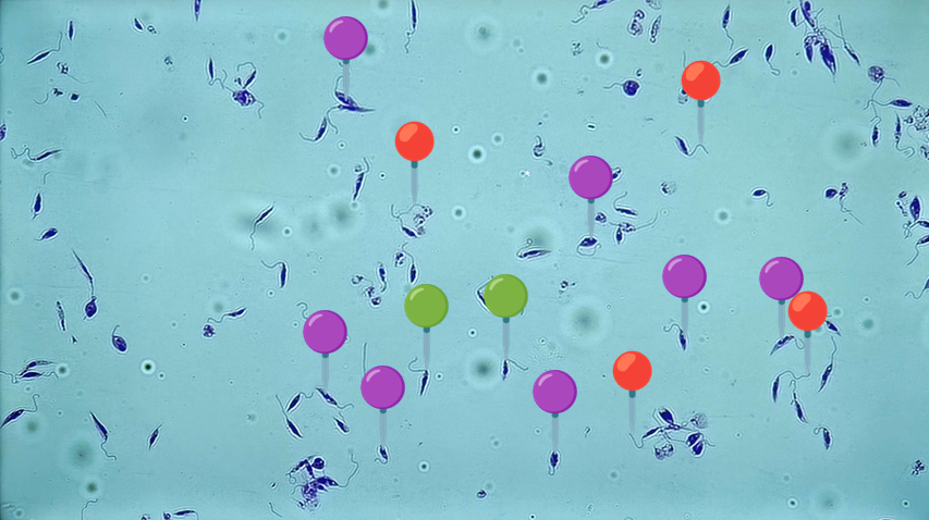 <p><span data-name="large_blue_diamond" data-type="emoji">🔷</span><span data-name="cockroach" data-type="emoji">🪳</span><span><span> </span></span><strong><em>Leishmania donovani </em></strong><sub>(Promastigota)</sub></p><p></p><p></p><p><span>🧩🦠 </span><strong>Organelle:</strong></p><p></p><ul><li><p><span>🟣 - jądro komórkowe;</span></p></li></ul><p></p><ul><li><p><span>🔴 - wić;</span></p></li></ul><p></p><ul><li><p><span>🟢</span> - kinetosom</p></li></ul><p></p><p></p><p><span>😷❓ </span><strong>Parazytoza:</strong><em> Leiszmanioza</em></p>