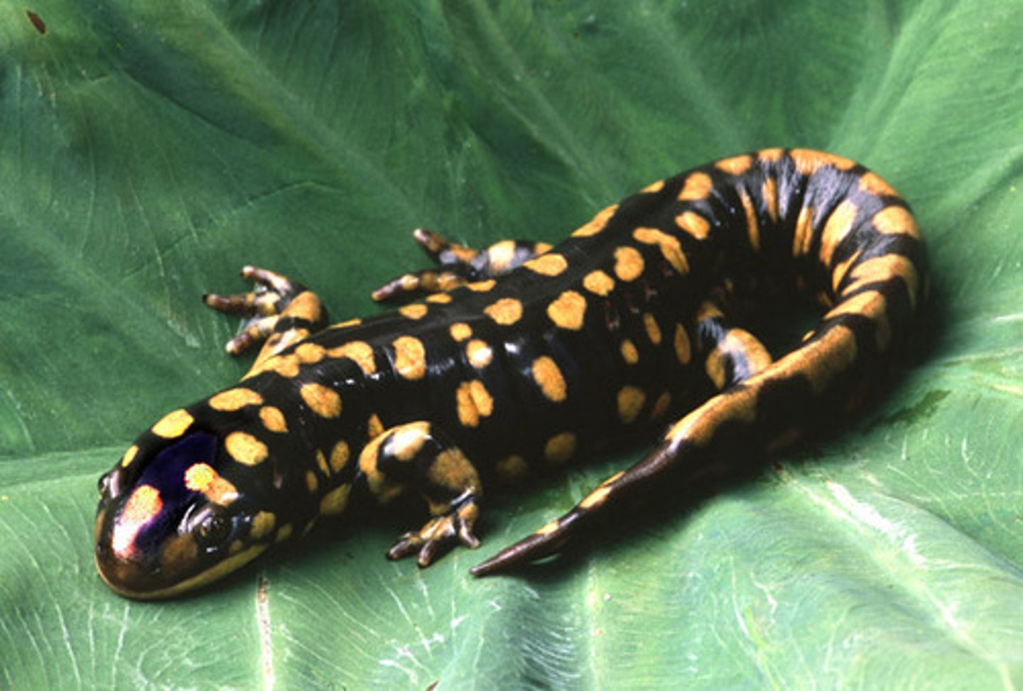 <p>tailed amphibians; distinct head, tail, and limbs</p><p>Ex: Newts &amp; Salamandars</p>