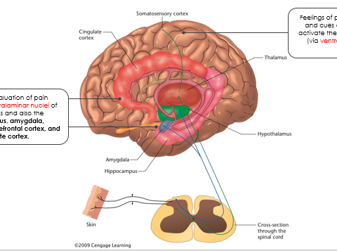 <p>Emotional evaluation of pain: intralaminar nuclei of the thalamus and also the hypothalamus, amygdala, hippocampus, prefrontal cortex, and cingulate cortex (giving you an innate emotional relay)&nbsp;</p><ul><li><p>The idea of the pain is what makes it bad (like going to the gym we are ok)&nbsp;</p></li><li><p>Some therapies adress this and rething the pain</p></li></ul><p>Feelings of pain, memories, and cues associated with pain: somatosensory cortex (ventral posterior nuclei)&nbsp;</p><p></p>