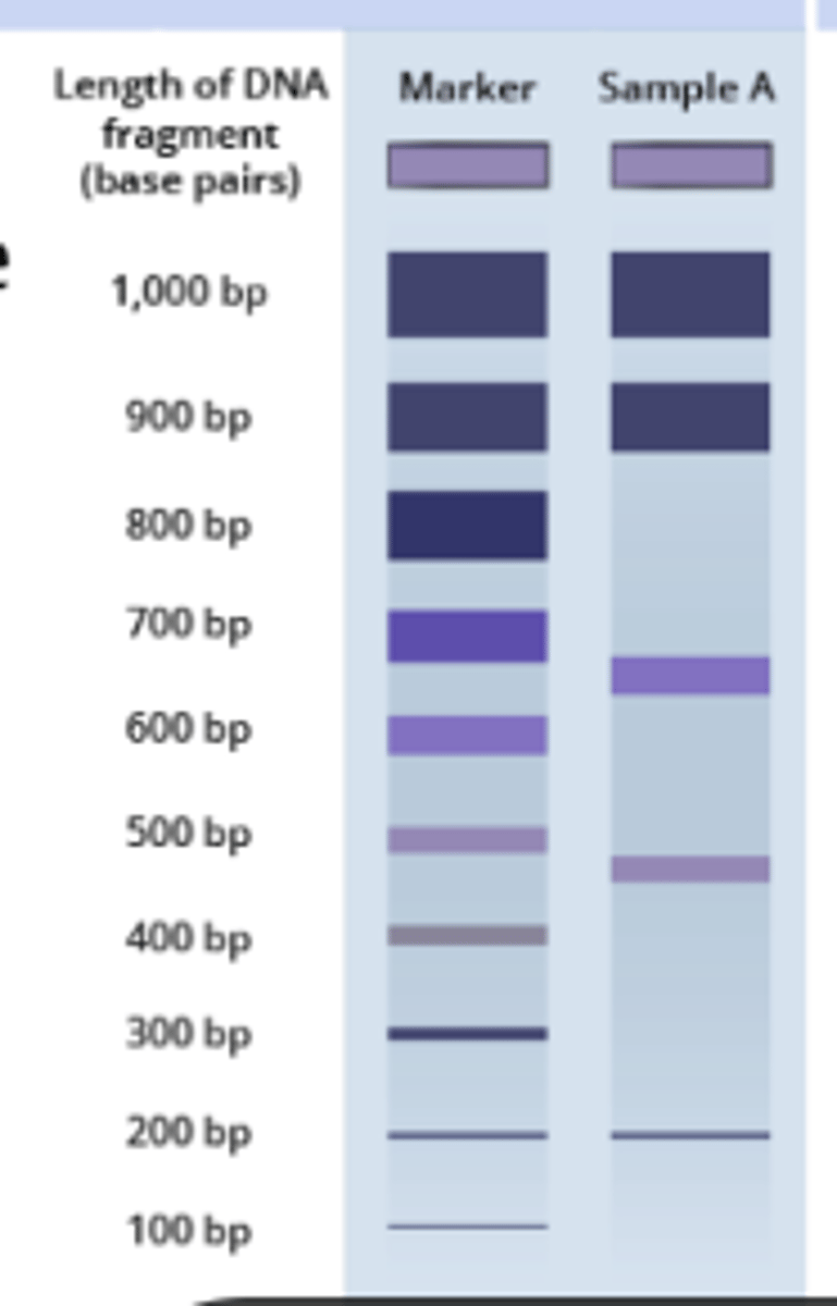 <p>To separate DNA molecules by size and charge; smaller molecules travel farther down the gel.</p>