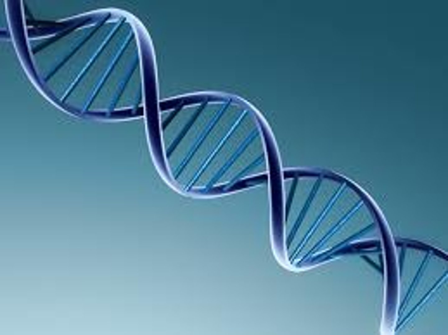 <p>The shape of a DNA molecule</p>
