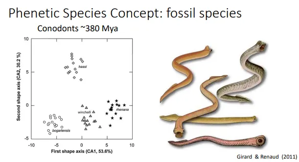 <ul><li><p>defining species by phenotypic similarities is particularly useful for <strong>fossils </strong>eg. conodonts, as we can’t study the other species concepts properly</p></li><li><p>this is also used for some extant species eg. afrian gerbils- found in museum samples but hard to access in the wild</p></li><li><p><strong>plotting measurements for two phenotypic traits (eg. length and width) against each other on a graph will show groupings for species- </strong>overlap may be present, but other traits can be applied to define the species</p></li></ul><p>however:</p><ul><li><p>this process may fail when you apply<strong> different traits </strong>or<strong> increase the sample</strong>, as they don’t cluster properly, and an be subjective beause it relies on <strong>human interpretation</strong></p></li><li><p>this concept also doesn’t include an explanation for why the species are distinct</p></li><li><p><strong>polymorphism</strong>- <strong>discontinuous variation</strong> can exist <strong>within </strong>species due to different forms- these polymorphs can have interbreeding and gene flow and can still be <strong>highly genetically similar</strong> eg. black bellied seedcracker bill size</p></li><li><p><strong>plasticity- </strong>in some species, individuals may be able to change their phenotype (based on conditions at birth, not based of genetic differences) eg. deep sea vent tubeworms</p></li><li><p><strong>cryptic species</strong>- multiple species<strong> </strong>can share <strong>one phenotype </strong>that aren’t immediately recognised as being distinct eg. neotropical skipper</p></li></ul><p></p>