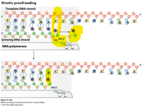 <ul><li><p><span style="font-family: sans-serif">when <mark data-color="yellow">nucleotides are mis-matched</mark> they tend to<mark data-color="yellow"> dissociate more rapidly</mark> then when correctly matched</span></p></li><li><p><span style="font-family: sans-serif">Nucleotide is removed by pyrophosphorolysis</span></p></li><li><p><span style="font-family: sans-serif">then another nucleotide is added again (try again)</span></p></li></ul>