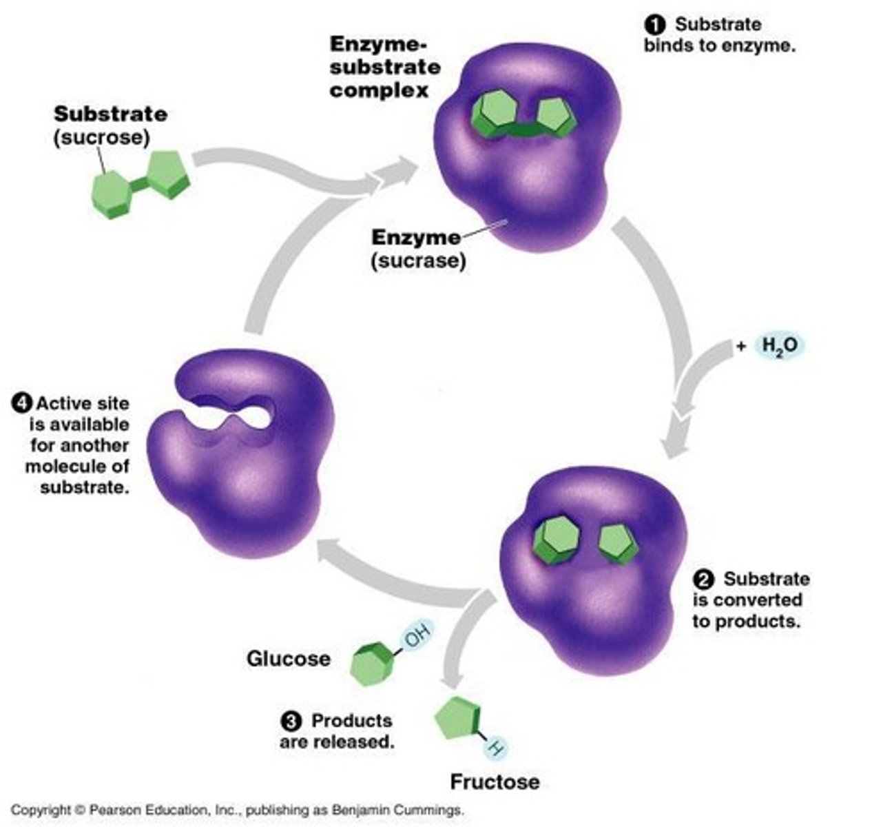 <p>Temporary association between an enzyme and its substrate.</p>