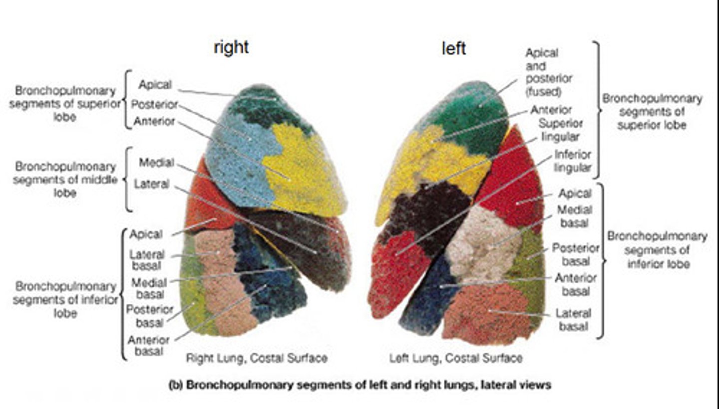 <p>Repeated identical units that make up the body plan of arthropods, annelids, and vertebrates</p>
